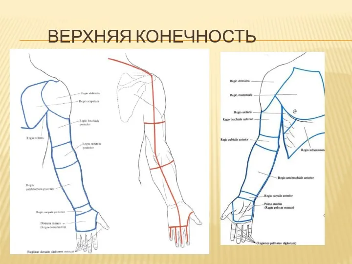 ВЕРХНЯЯ КОНЕЧНОСТЬ