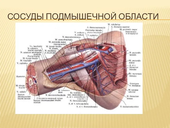 СОСУДЫ ПОДМЫШЕЧНОЙ ОБЛАСТИ