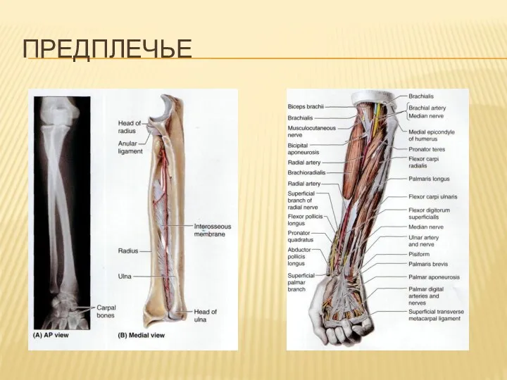 ПРЕДПЛЕЧЬЕ
