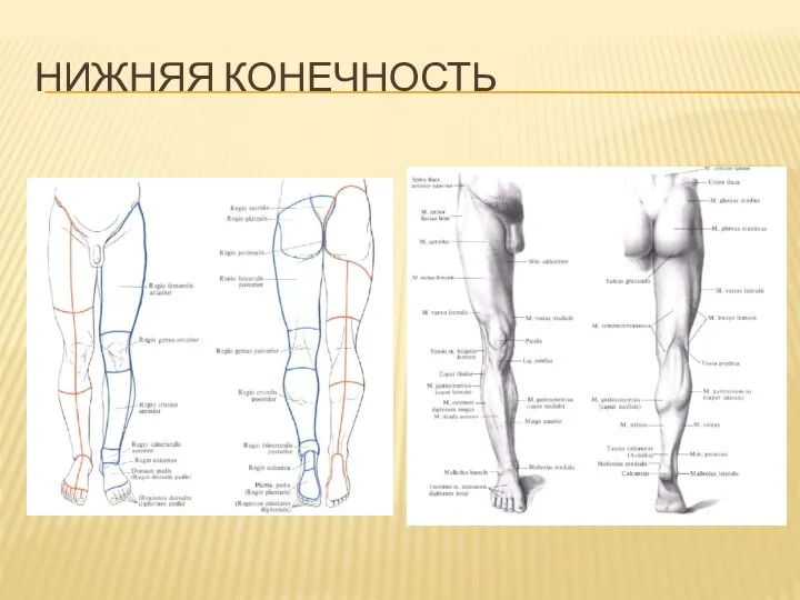 НИЖНЯЯ КОНЕЧНОСТЬ