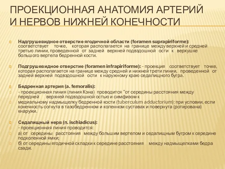 ПРОЕКЦИОННАЯ АНАТОМИЯ АРТЕРИЙ И НЕРВОВ НИЖНЕЙ КОНЕЧНОСТИ Надгрушевидное отверстие ягодичной области (foramen suprapiriforme):