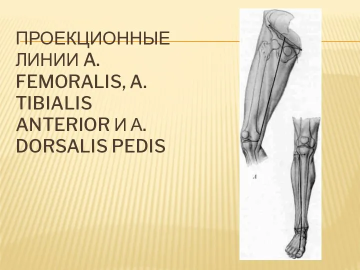 ПРОЕКЦИОННЫЕ ЛИНИИ A. FEMORALIS, A. TIBIALIS ANTERIOR И А. DORSALIS PEDIS