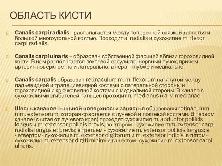 ОБЛАСТЬ КИСТИ Canalis carpi radialis - располагается между поперечной связкой запястья и большой