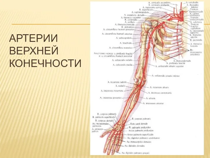 АРТЕРИИ ВЕРХНЕЙ КОНЕЧНОСТИ