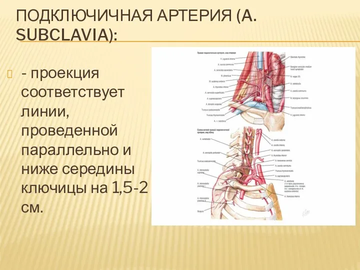 ПОДКЛЮЧИЧНАЯ АРТЕРИЯ (A. SUBCLAVIA): - проекция соответствует линии, проведенной параллельно и ниже середины