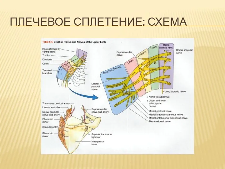 ПЛЕЧЕВОЕ СПЛЕТЕНИЕ: СХЕМА