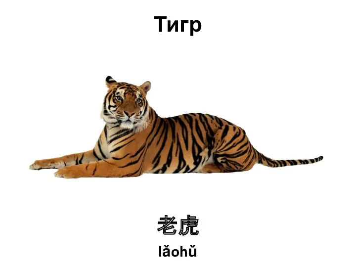 Тигр 老虎 lǎohǔ