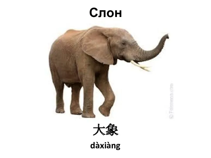 Слон 大象 dàxiàng
