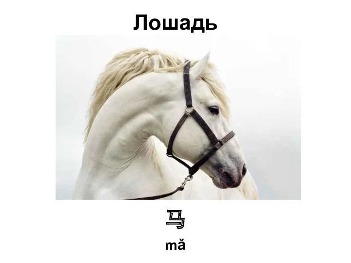 Лошадь 马 mǎ