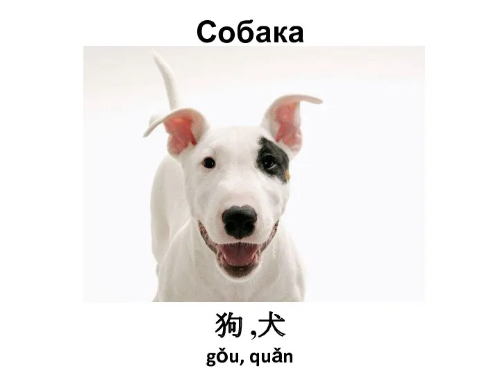 Собака 狗 ,犬 gǒu, quǎn