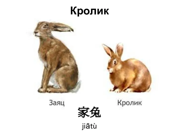 Кролик 家兔 jiātù
