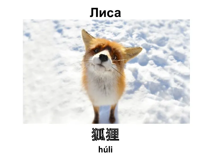 Лиса 狐狸 húli