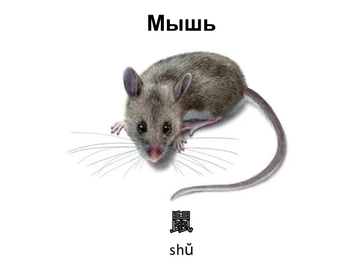 Мышь 鼠 shǔ