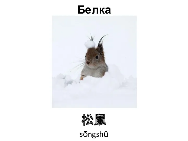 Белка 松鼠 sōngshǔ