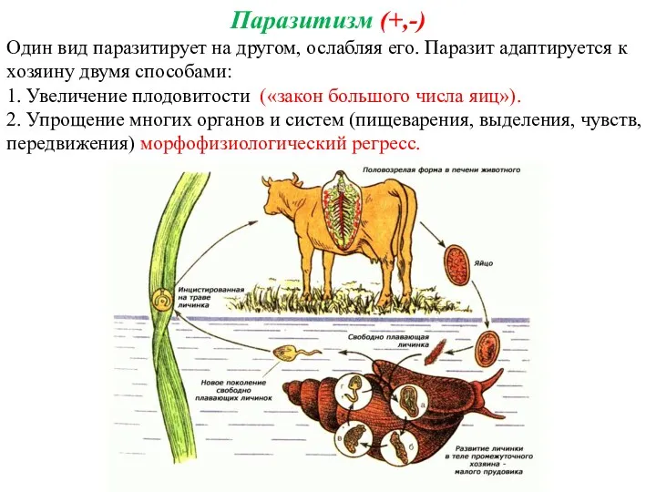 Паразитизм (+,-) Один вид паразитирует на другом, ослабляя его. Паразит
