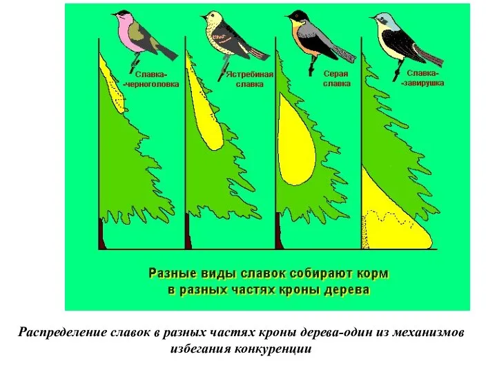 Распределение славок в разных частях кроны дерева-один из механизмов избегания конкуренции