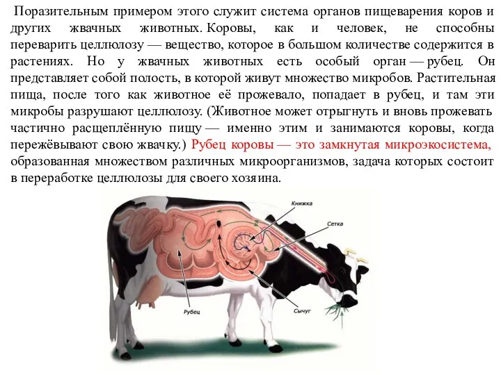 Поразительным примером этого служит система органов пищеварения коров и других