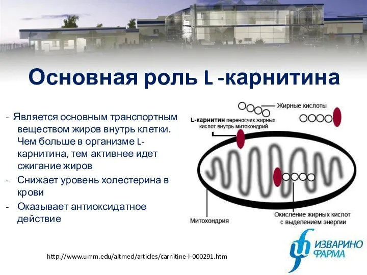 Основная роль L -карнитина - Является основным транспортным веществом жиров