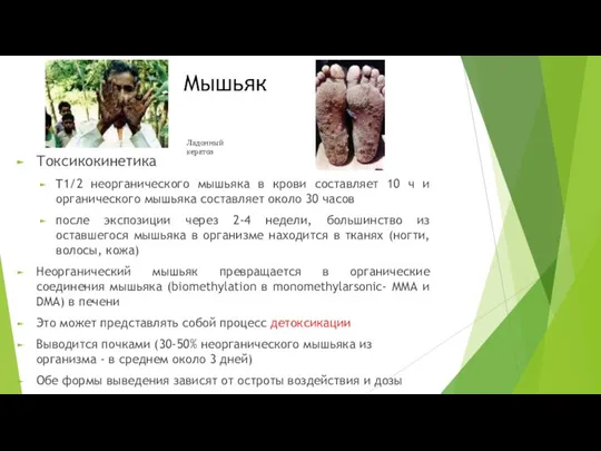 Мышьяк Токсикокинетика T1/2 неорганического мышьяка в крови составляет 10 ч