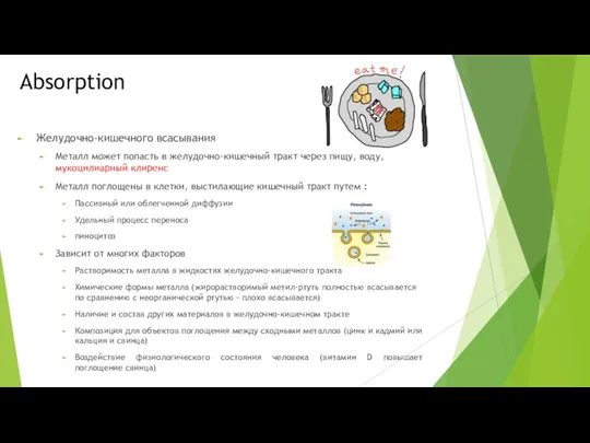 Absorption Желудочно-кишечного всасывания Металл может попасть в желудочно-кишечный тракт через