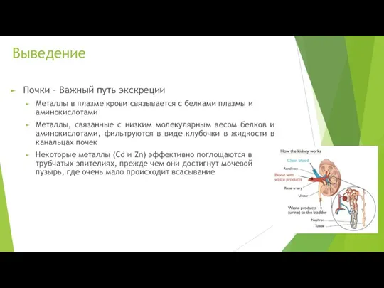 Выведение Почки – Важный путь экскреции Металлы в плазме крови