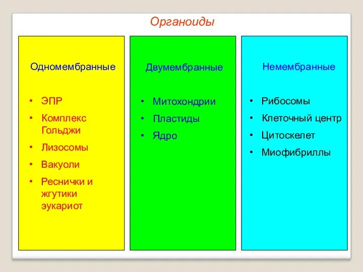 Органоиды Одномембранные ЭПР Комплекс Гольджи Лизосомы Вакуоли Реснички и жгутики