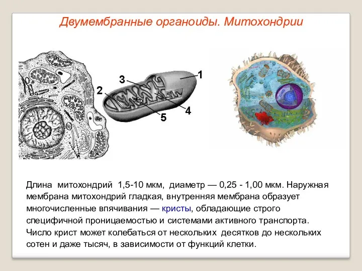 Длина митохондрий 1,5-10 мкм, диаметр — 0,25 - 1,00 мкм.