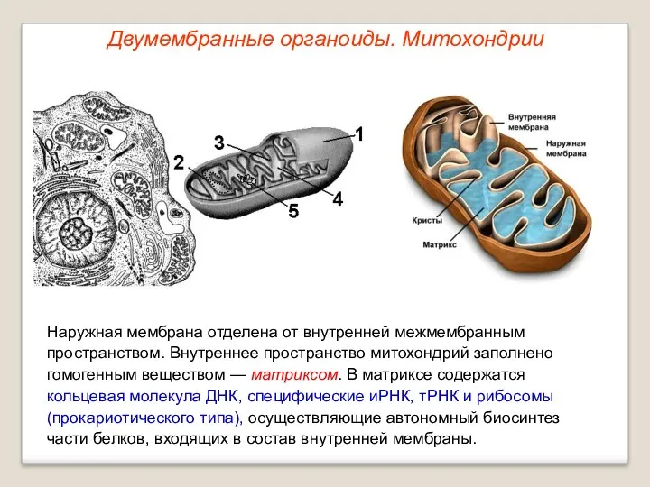 Наружная мембрана отделена от внутренней межмембранным пространством. Внутреннее пространство митохондрий