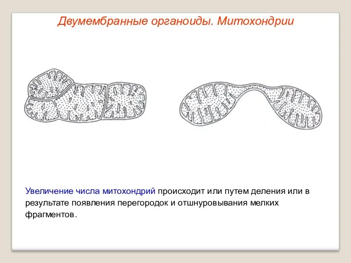 Увеличение числа митохондрий происходит или путем деления или в результате