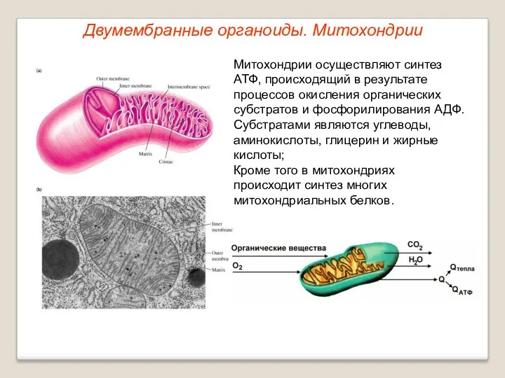 Митохондрии осуществляют синтез АТФ, происходящий в результате процессов окисления органических