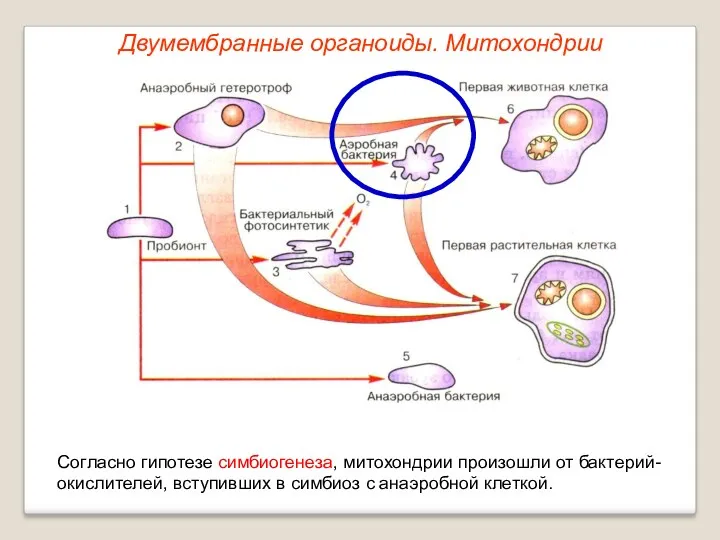 Двумембранные органоиды. Митохондрии Согласно гипотезе симбиогенеза, митохондрии произошли от бактерий-окислителей, вступивших в симбиоз с анаэробной клеткой.