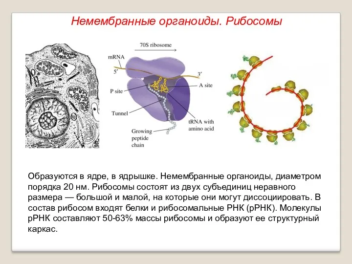 Образуются в ядре, в ядрышке. Немембранные органоиды, диаметром порядка 20