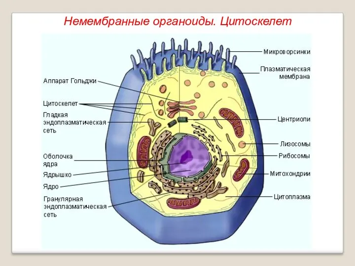 Немембранные органоиды. Цитоскелет