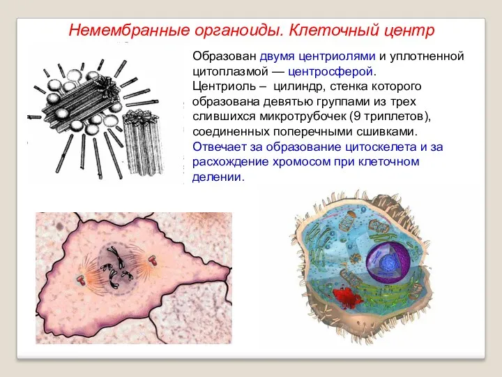 Образован двумя центриолями и уплотненной цитоплазмой — центросферой. Центриоль –