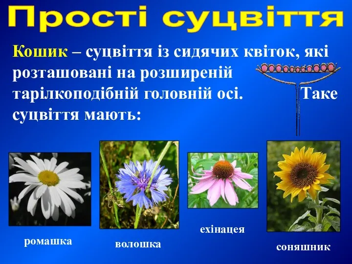 Прості суцвіття Кошик – суцвіття із сидячих квіток, які розташовані