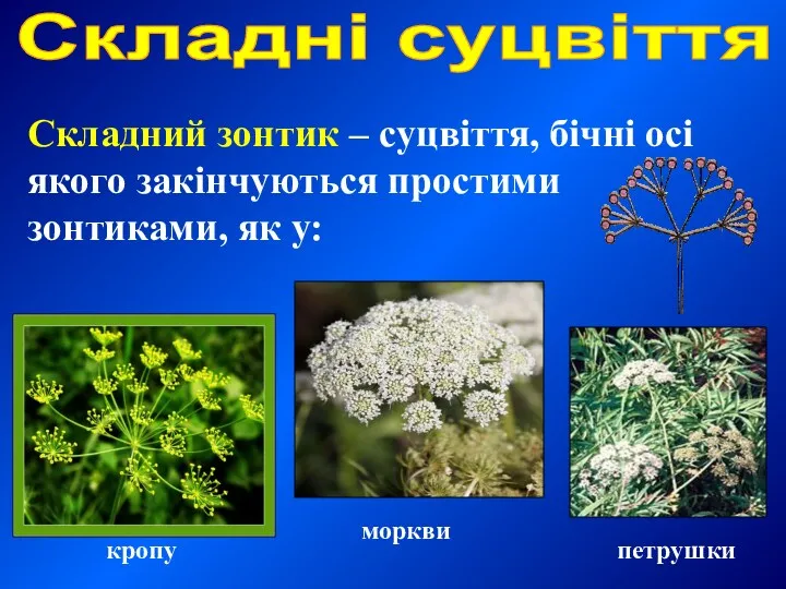 Складний зонтик – суцвіття, бічні осі якого закінчуються простими зонтиками,