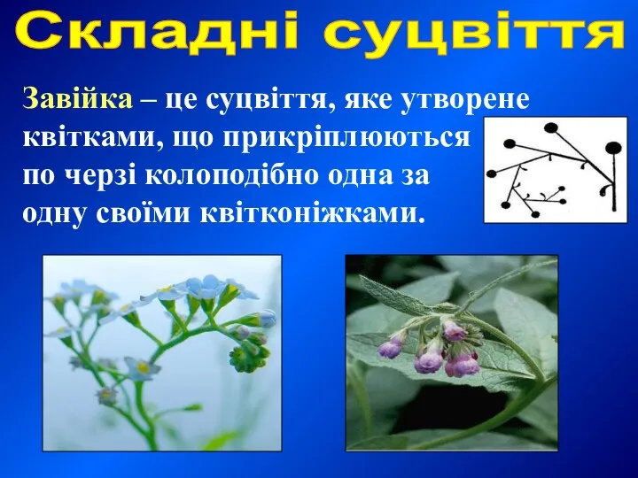 Завійка – це суцвіття, яке утворене квітками, що прикріплюються по