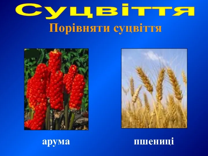 Суцвіття Порівняти суцвіття пшениці арума