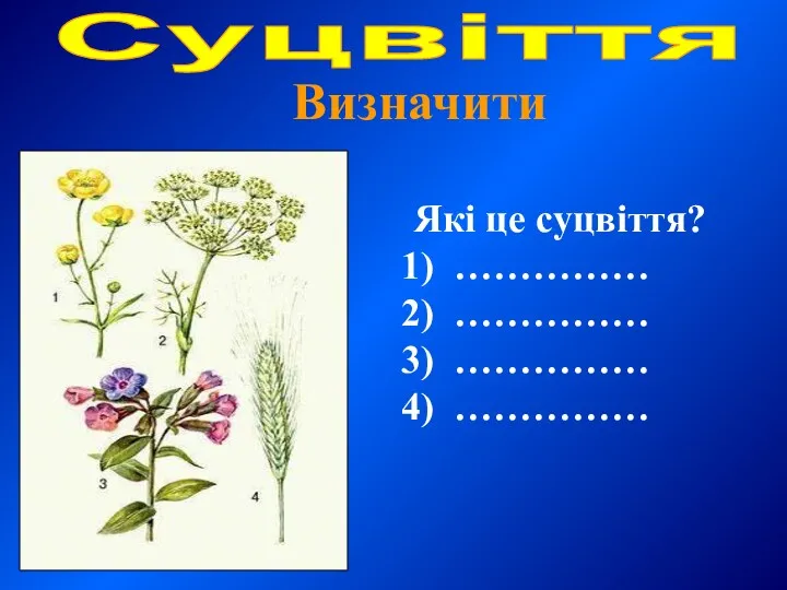 Які це суцвіття? …………… …………… …………… …………… Суцвіття Визначити