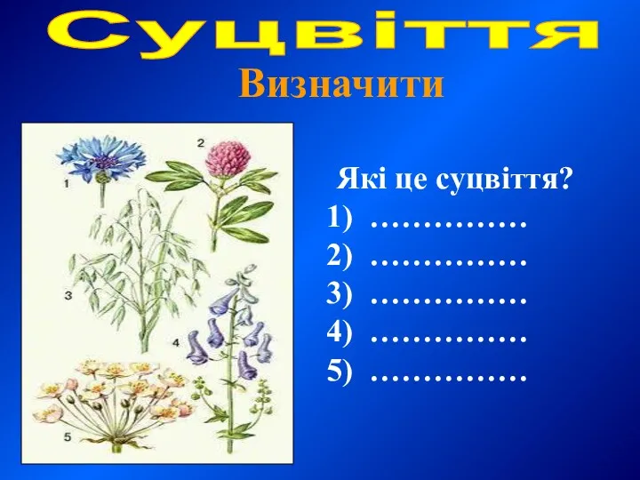 Суцвіття Визначити Які це суцвіття? …………… …………… …………… …………… ……………