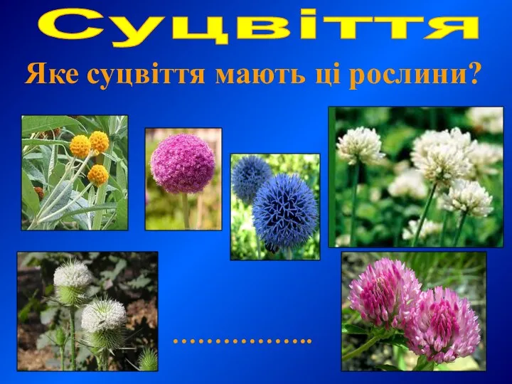 Яке суцвіття мають ці рослини? Суцвіття ……………..