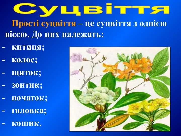 Прості суцвіття – це суцвіття з однією віссю. До них