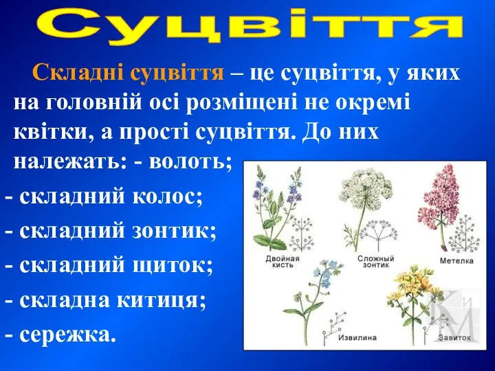 Складні суцвіття – це суцвіття, у яких на головній осі