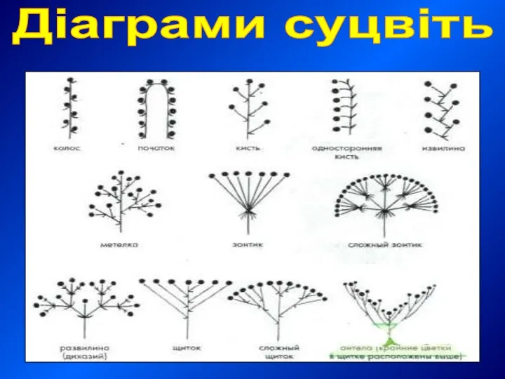 Діаграми суцвіть