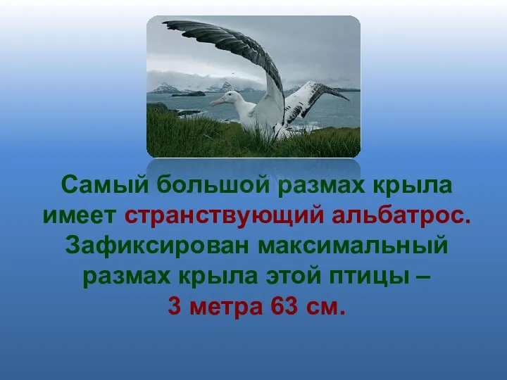 Самый большой размах крыла имеет странствующий альбатрос. Зафиксирован максимальный размах