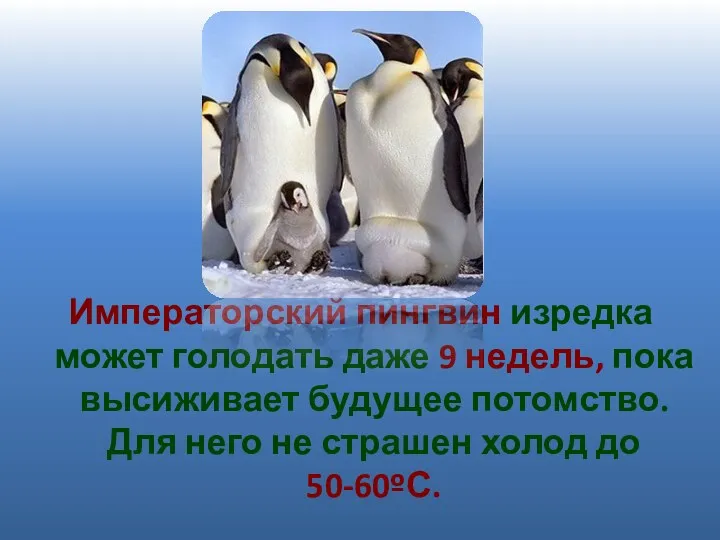 Императорский пингвин изредка может голодать даже 9 недель, пока высиживает