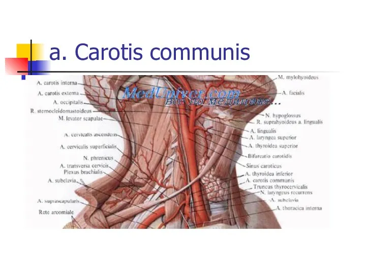 a. Carotis communis