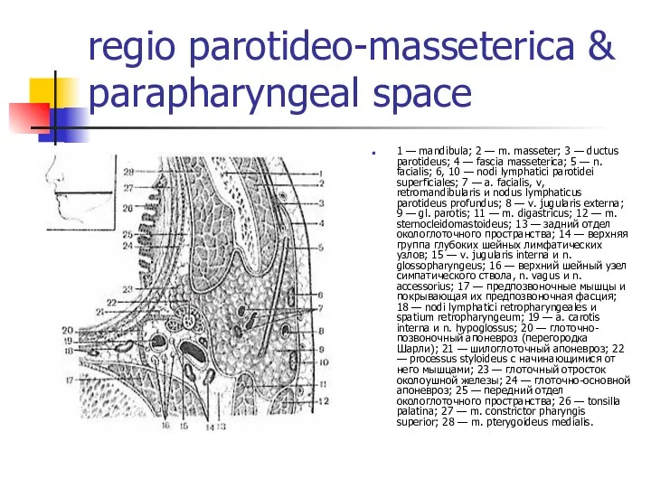 regio parotideo-masseterica & parapharyngeal space 1 — mandibula; 2 —