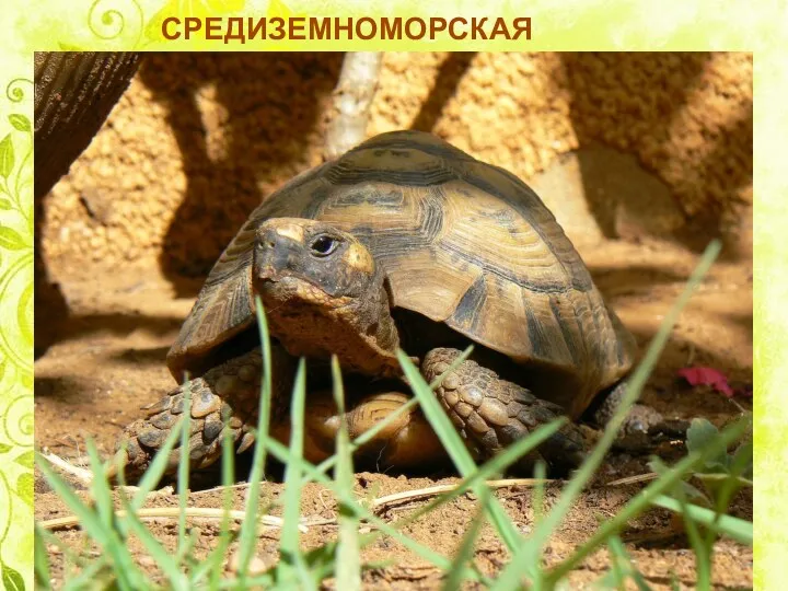 СРЕДИЗЕМНОМОРСКАЯ ЧЕРЕПАХА