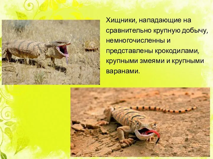 Хищники, нападающие на сравнительно крупную добычу, немногочисленны и представлены крокодилами, крупными змеями и крупными варанами.